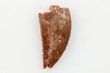 Serrated, Raptor Tooth - Real Dinosaur Tooth #203491-1